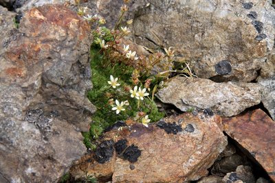 Saxifrage fausse mousse