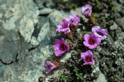 Saxifrage à feuilles opposées