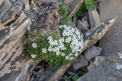 Androsace du Dauphiné