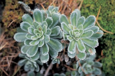 Saxifrage paniculée