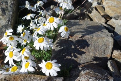 Marguerite des Alpes