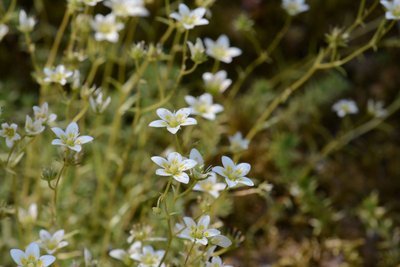 Saxifrage rude