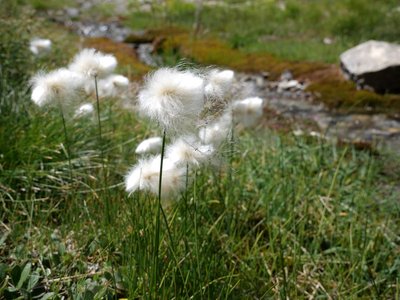 Linaigrette de Scheuchzer