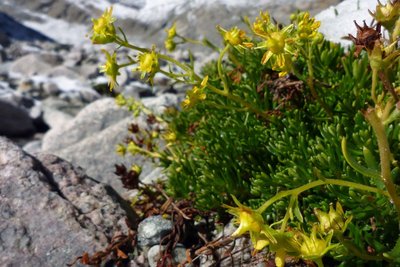 Saxifrage jaune