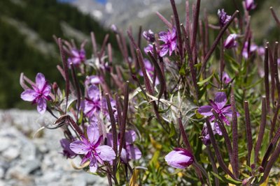 Epilobe des moraines