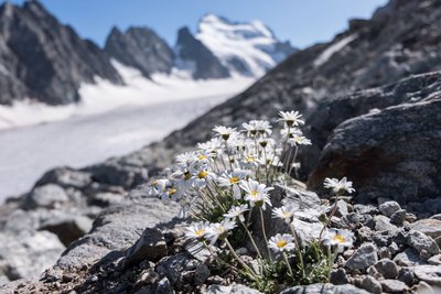 Marguerite des Alpes