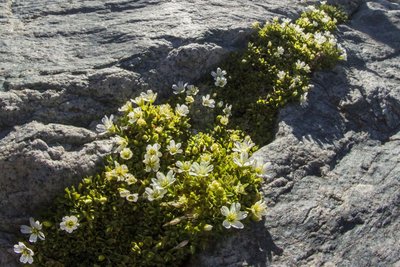 Céraiste à longs pédoncules