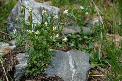Cardamine à feuilles de réséda