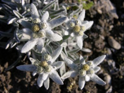 Edelweiss