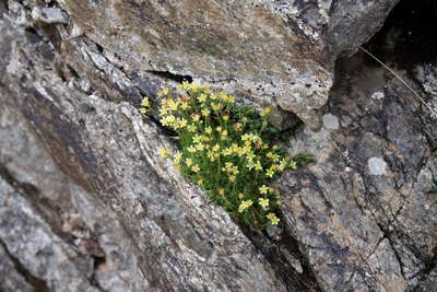 Saxifrage musquée