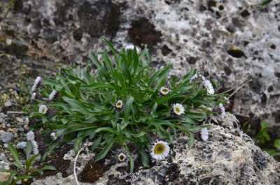 Vergerette à une fleur