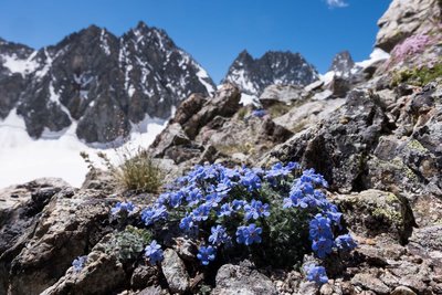 Roi des Alpes