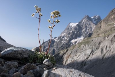 Saxifrage paniculée