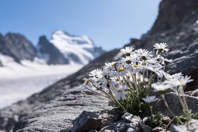 Marguerite des Alpes