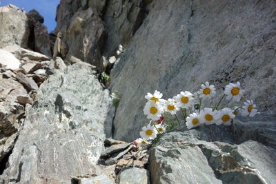 Marguerite des Alpes