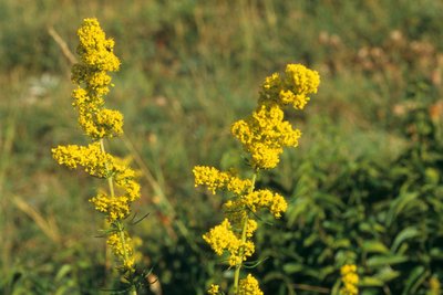 Gaillet jaune