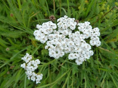 Achillée millefeuille