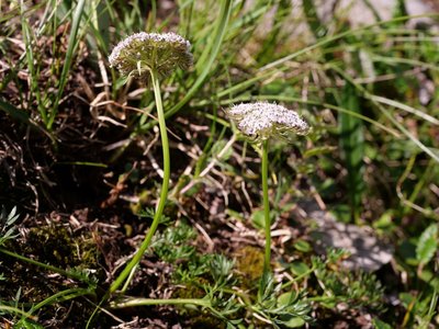 Pachypleure fausse mutelline