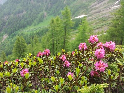 Rhododendron ferrugineux