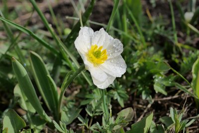 Renoncule des Pyrénées