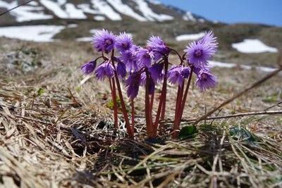 Soldanelle des Alpes