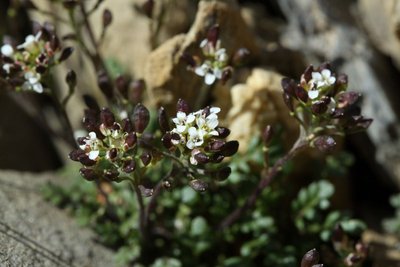 Cresson de chamois