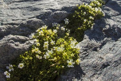 Céraiste à longs pédoncules