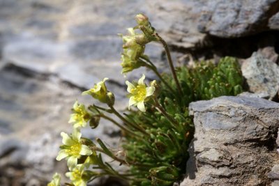 Saxifrage musquée