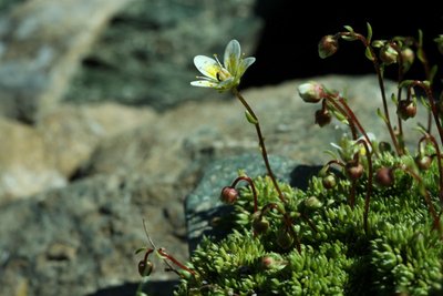 Saxifrage fausse mousse