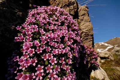 Saxifrage à feuilles opposées