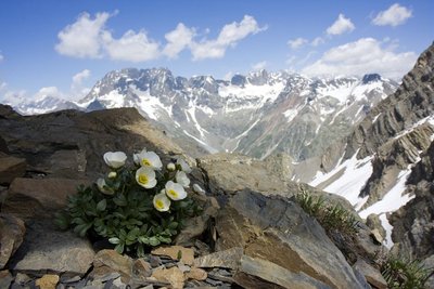 Renoncules des glaciers