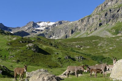 Ânes dans le vallon de Jas la Croix