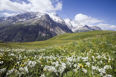 Pelouses alpines en aval du Col du Lautaret