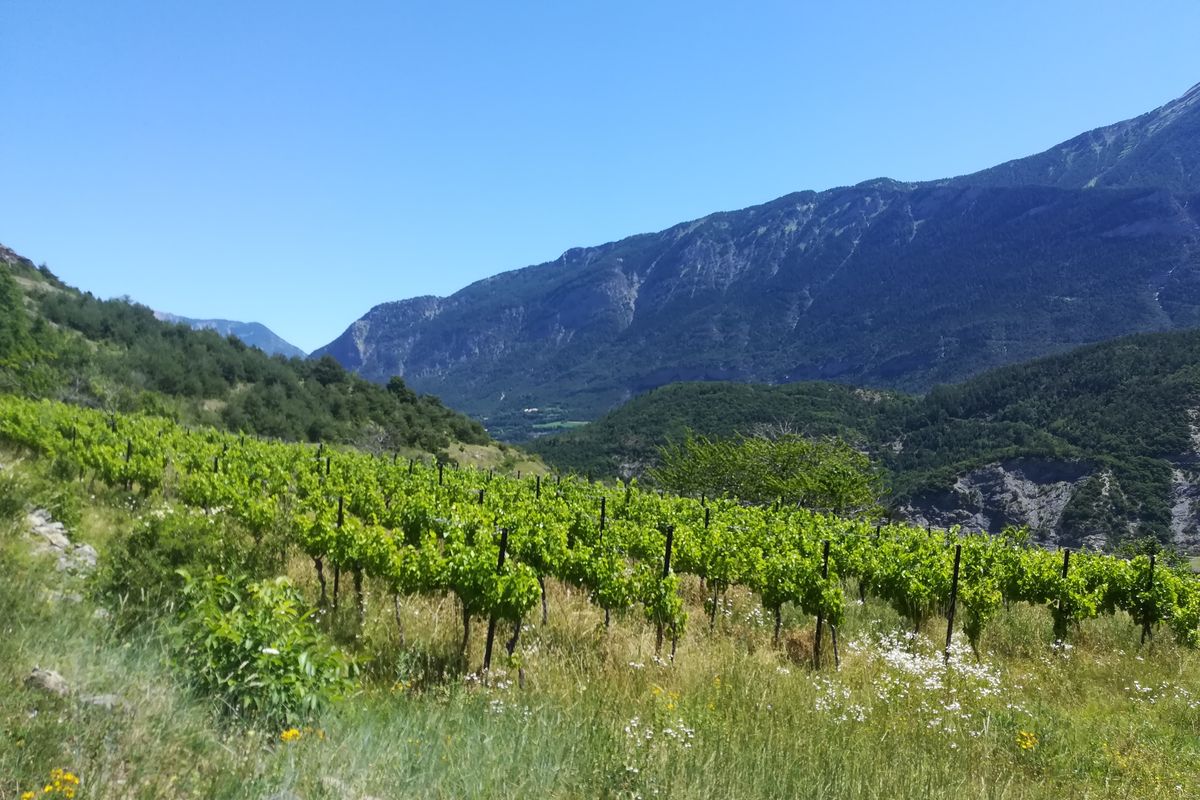 La culture de vigne à Châteauroux-les-alpes