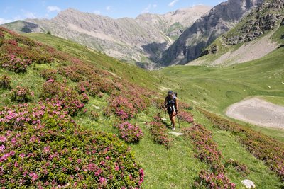 Randonneur sur le sentier du Laus au milieu des rhododendrons