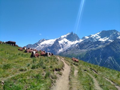 Traversée d'Alpage